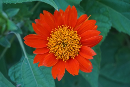 Red gerbera on roadsideの素材
