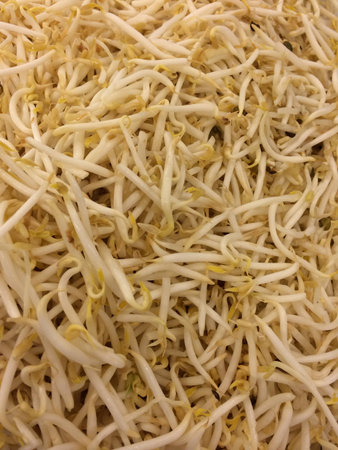 Fresh bean sprout vegetableの素材