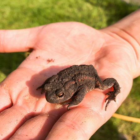 Closeup of common brown European toad Caucasian hand holding amphibian