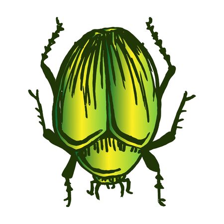 Cute cartoon green giant fruit beetle vector clipart. Garden pest bug. Athropod naive doodle of winged biological insect. Doodle of yard wildlife illustration. Isolated insect.のイラスト素材