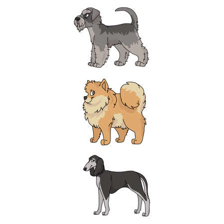 Cute cartoon dog breed set vector clipart. Pedigree kennel doggie breed for dog lovers. Purebred show dog Saluki, Pomeranian and Schnauzer illustration. Isolated terrier hound.のイラスト素材