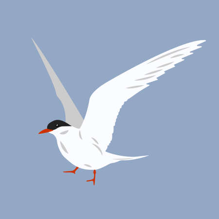Simple flat illustration of an arctic sea bird. Clipart, element, sticker with polar seagull. Logo, emblem, label, icon, sign for design. Cartoon image of an oceanic animal. Free flight, freedom.のイラスト素材