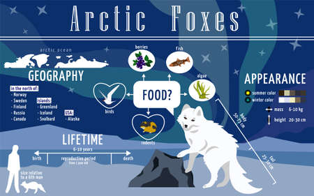 Ready to use educational poster about arctic foxes. Infographics for print in a children's encyclopedia about polar animals, their lives, prevalence and diet. Page from the textbook on biologyのイラスト素材