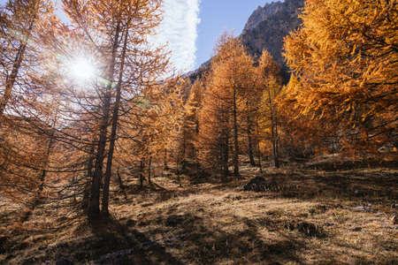 Forest with orange trees in autumn in the Alps of Italyの写真素材