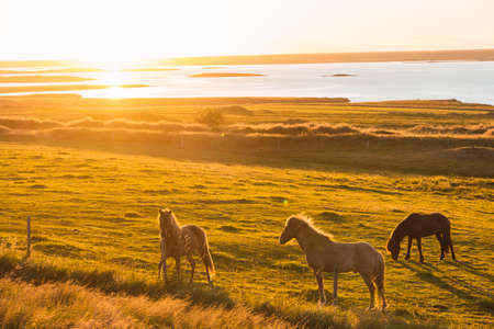 Sunset with wild horses in a meadow in Iceland and a river and sea in the backgroundの写真素材