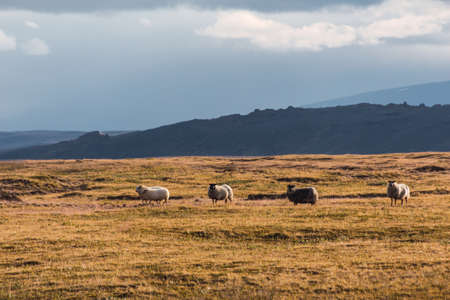 Sheep in a field in Iceland. Dry Icelandic landscape with sheep in summerの写真素材