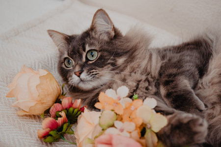 Hairy domestic cat with big green eyes posing with pink and yellow flowers.の写真素材