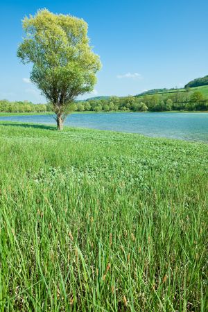 Clean mountain lake with green meadowの写真素材
