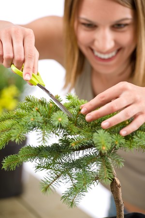 Gardening - woman trimming spruce tree, focus on scissors and handの写真素材