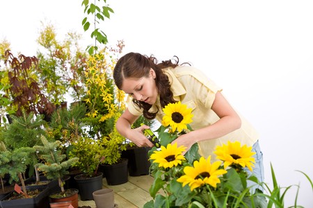 Gardening - woman cutting sunflowers and plants on white backgroundの写真素材