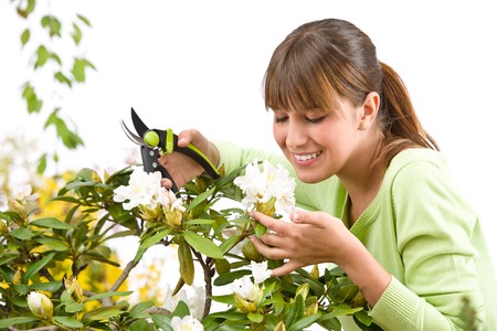 Gardening - woman cutting flower with pruning shears on white backgroundの写真素材