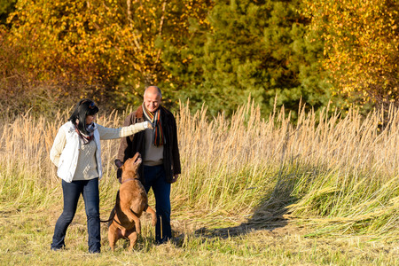 Mature couple playing with retriever dog sunny autumn countrysideの写真素材