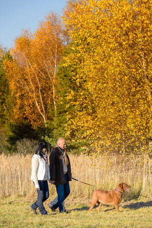 Middle aged couple walking retriever dog in sunny autumn countrysideの写真素材