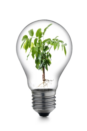 light bulb with a tree inside, isolated on whiteの写真素材