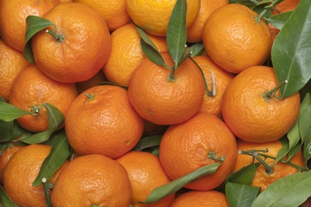 bunch of fresh tangerines with leavesの写真素材