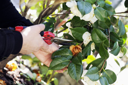 prune a tree with shears