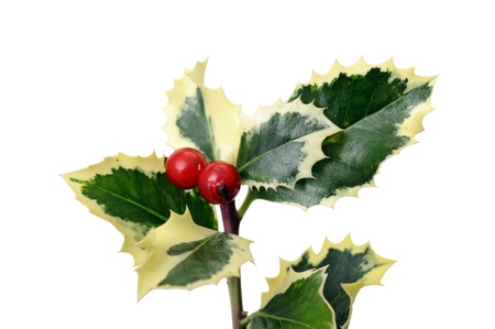 holly with red berries, isolated on whiteの写真素材