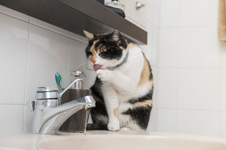 Domestic cat washing himself sitting on the washbasin