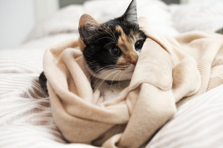 Domestic cat lying on bed with blanket around