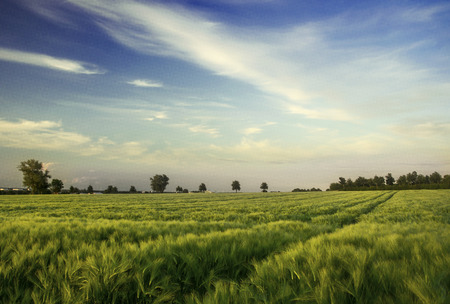 the best field everの写真素材