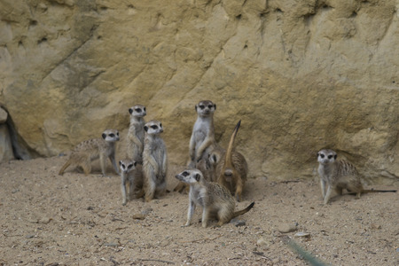 meerkatsの写真素材