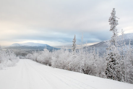 Frozen empty road to far mountains. Some polar pines on road side. Lower rose clouds.Çàìåðçøàÿ ïóñòàÿ äîðîãà ê äàëåêèì ãîðàì. Íåñêîëüêî ïîëÿðíûõ ñîñåíîê ó êðàÿ äîðîãè. Íèçêèå ðîçîâûå îáëàêà.の写真素材