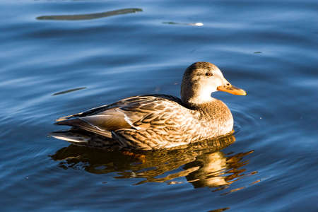 Wild duck swimming by lake. Sunset light. Vivid colors.Äèêàÿ óòêà, ïëûâóùàÿ ïî îçåðó. Çàêàòíûé ñâåò. Íàñûùåííûå öâåòà.の写真素材