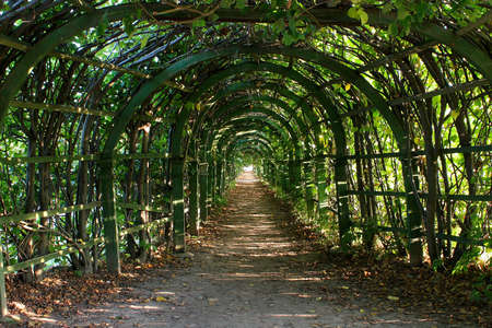 Old overgrown with leaves pergola on sunny day.の写真素材