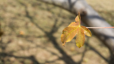 This is a yellow red leaf on the tree with blur background