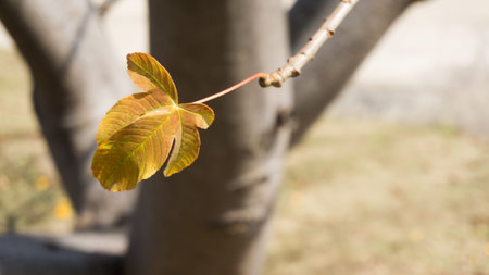 This is a yellow red leaf on the tree with blur background