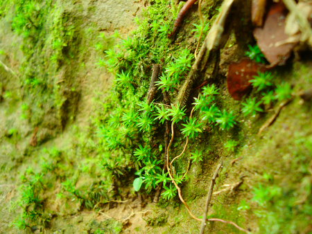 Dense and lush green forest moss growing on a tree in rainy season.の写真素材