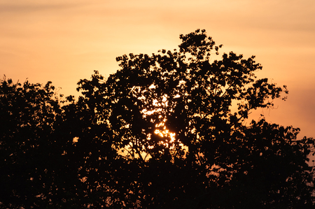 Sun setting over a tall tree with an beautiful orange sky, silhouette.の写真素材