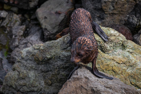 Sea Lion colony in Kaikoura, new zealand2