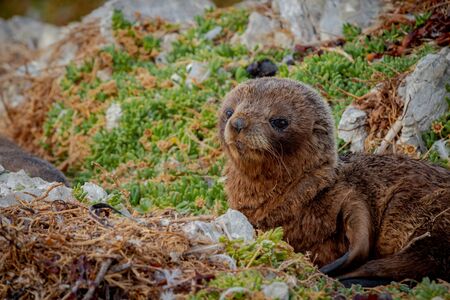 Sea Lion colony in Kaikoura, new zealand5の写真素材