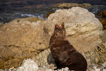 Sea Lion colony in Kaikoura, new zealand6の写真素材