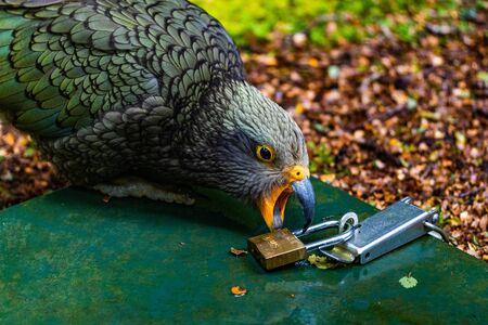 Kea tries to crack a lockerの写真素材