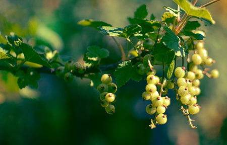 Green black currants on the bush with green leaves in the gardenの写真素材