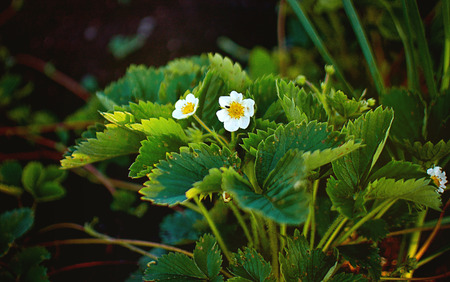 Strawberry blossoms in springの写真素材
