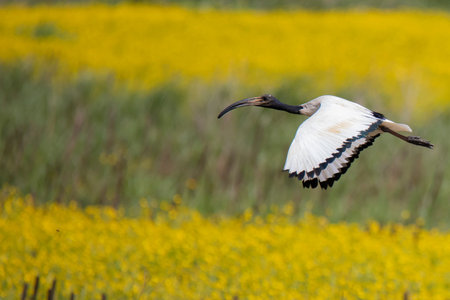 sacred ibis flying