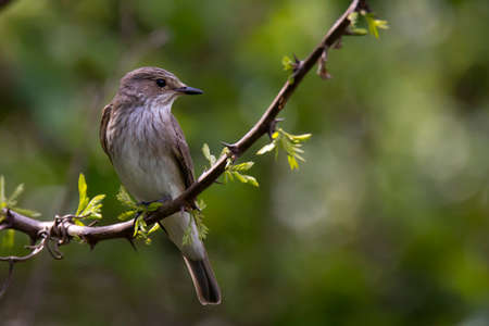 gray flycatcher on the branchの写真素材