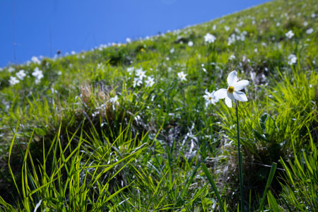 daffodils flowering in Monte Croce, Apuan Alps