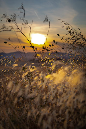 suggestive sunset in the summer straw field in Italy