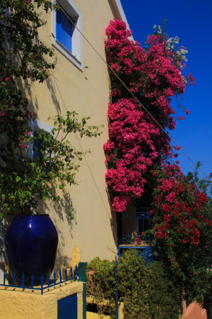 Fragment of the wall of a house in flowers in Cephalonia, Greeceの写真素材