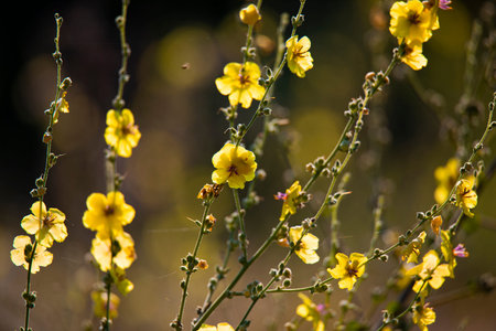 Yellow mallow flowers against the sun in summer