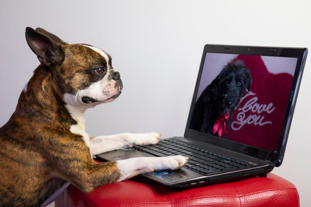 french bulldog in love in video call with his girlfriend dog with notebook on Valentine's Dayの写真素材