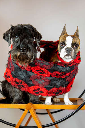 two dogs, schnauzer and a french bulldog in one large scarfの写真素材