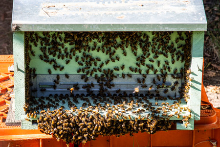 bees inside a homemade beehive made of wood and metalの写真素材
