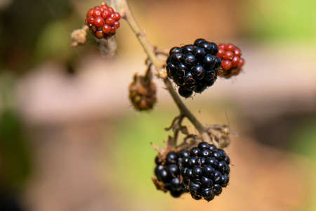 berries of a ripe wild blackberry on a bushの写真素材