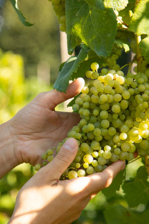 harvesting grapes for wine production
