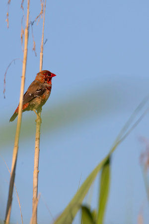 Strawberry finch (amandava amandava) in the reeds near the lake in summe